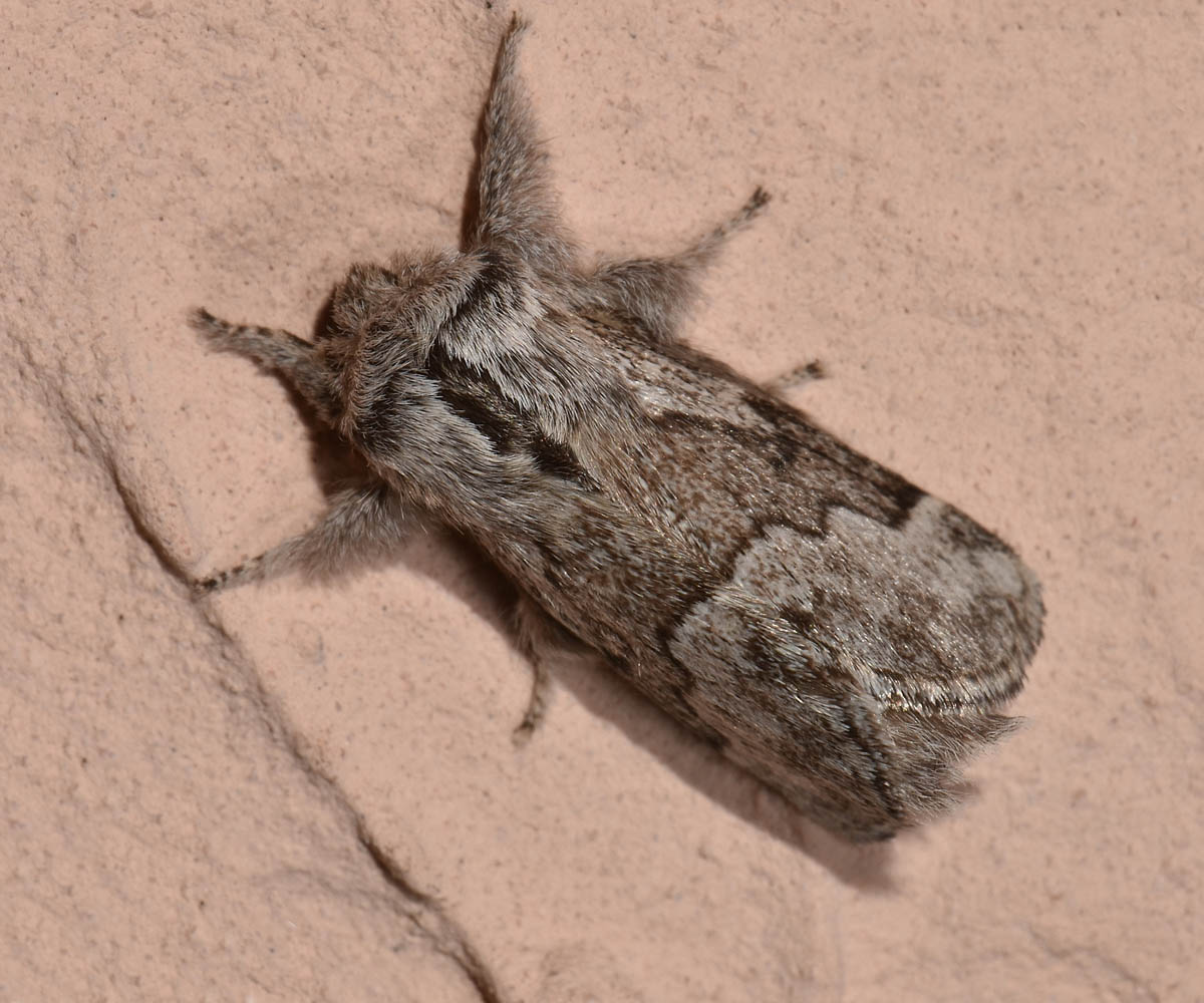 Noctuidae? No, Lasiocampidae - Trichiura crataegi